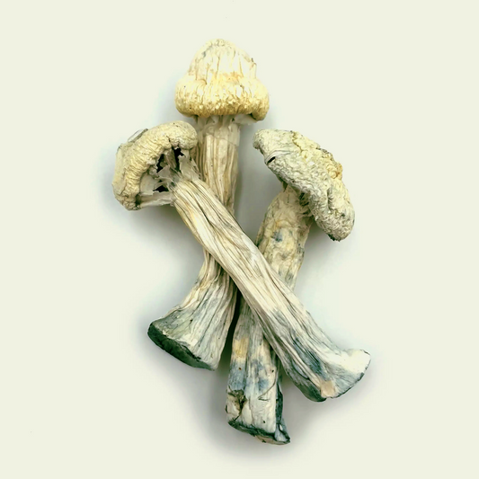 Cogumelo Mágico (Psilocybe cubensis) - Gepeto (5g)