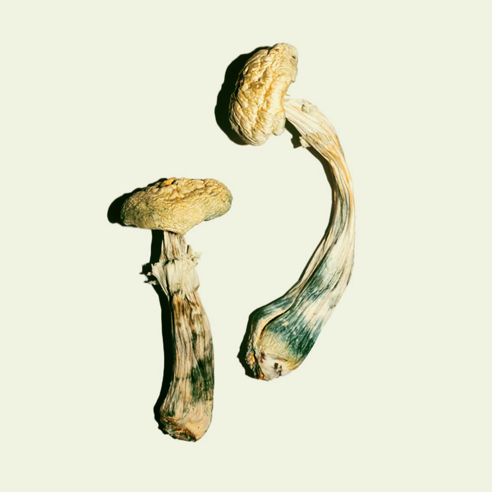 Cogumelo Mágico (Psilocybe cubensis) - Gepeto (2g)