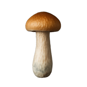 CAMBOJA