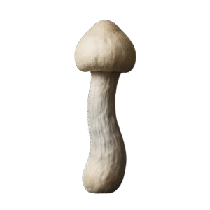 GEPETTO