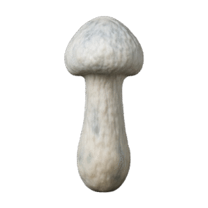 ALBINO P. ENVY